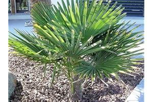 CSL SUNRISE GMBH RARITÄT Frostharte Hanfpalme Trachycarpus Ukhrulensis Größe bis 100 cm. aus dem Gebirge von Manipur bis - 20 Grad