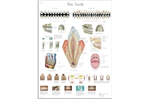 3B Scientific Human Anatomy - The Teeth Chart, Paper Version, VR1263UU