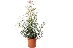 KENTIS - Photinia × Fraseri Red Robin - Plantes de Haie Sempervirentes - Vraies Plantes d'Extérieur Résistantes - H 150-175 cm Pot de Culture Ø 30 cm