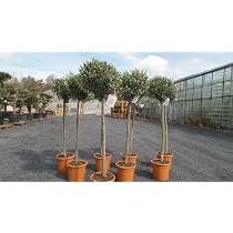 gruenwaren jakubik Olivenbaum Olive 160-180 cm Hochstamm, beste Qualitt,  winterhart : Amazon.de: Garten