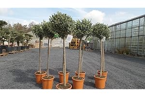 gruenwaren jakubik Olivenbaum Olive 160-180 cm Hochstamm, beste Qualität, winterhart