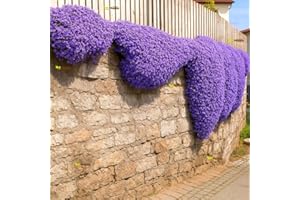 HAPPY GREEN SHOP Rock Cress Cascade Mix - 600 Seeds + Plant tag + Freebie - Aubrieta Cultorum