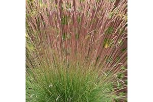 Perfect Plants - Festuca Sunrise Ornamental Grass Plant in a 13cm Pot