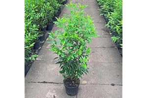 GARTENCENTER BARTELS Portugiesischer Kirschlorbeer Containerpflanzen 80-100 cm