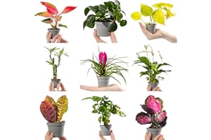 GARDENERSDREAM Collection of Small Baby Evergreen Mixed Indoor House Plants Growers Choice (3 Plants)
