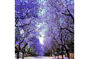 Saterkali Semillas de Jacaranda, 100 Unids/bolsa Semillas de Jacaranda Pétalos irregulares azules ornamentales subtropicales Semillas de Jacaranda Mimosifolia para jardín Semilla
