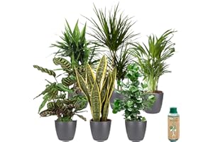 vdvelde.com - Ecoworld Grünpflanzen Zimmerpflanzen - Wenig Licht Benötigt - 6er Set Pflegeleicht - Echte Grüne pflanzen im Anthrazit Töpfe und Zimmerpflanze Dünger - Topf Ø12 / Höhe 40 cm