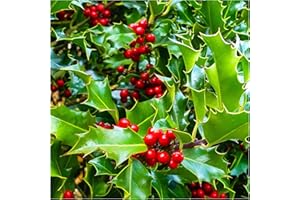 1 Common Holly Hedging Evergreen Plant, Ilex aquifolium 20-25cm in 9cm Pot 3fatpigs®