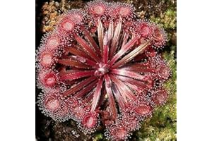 TOYHEART 20 Stück Premium Gemüsesamen, Drosera Falconeri Samen Seltene Fleischfressende Attraktive Voller Vitalität Sonnentau Samen Für Den Außenbereich rot