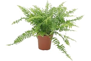 UNSERE-GAERTNEREI-MUELLER Schwertfarn, (Nephrolepis exaltata), luftreinigende Zimmer und Büropflanze, verbessert das Raumklima, (im 12cm Topf)