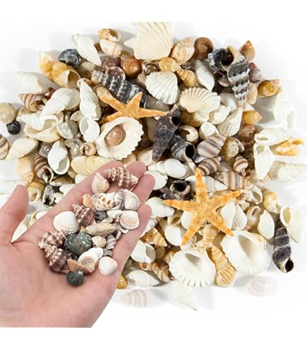 Coquillages Blancs Naturels - Lot De 16 Pièces 7-10 Cm - Décoration Plage, Mariage, Artisanat
