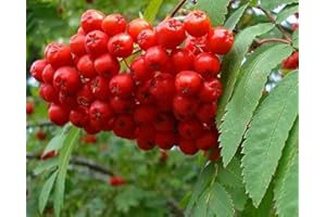 Sorbus Aucuparia Mountain Ash Tree 3-4ft Supplied in a 3 Litre by DirectPlants™