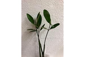CARIB BEANS Shop Meeko Mangrove (Rhizophora Mangle) - Plantule !!! Seulement pour Un Court laps de Temps !!! -