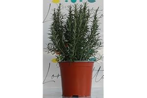 PERAGA GARDEN 1 PIANTA DI ROSMARINO IN VASO 18CM aromatiche orto giardino
