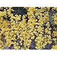Cat's Claw Creeper Plant, Fast-Growing Climber with Vibrant Yellow Flowers for Garden & Walls, Easy to Grow, Hardy from Wynorg (8 CATS CLAW)