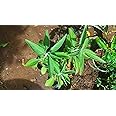 Anuraj farms pandavara batti live plant kuber Deepak batee,kubera viḷakk tiri, Kubēra dīpapu vatti, live plant.Malabar Catmint Leaf/Perumthubai Leaf/PEI Viratti Ellai plant