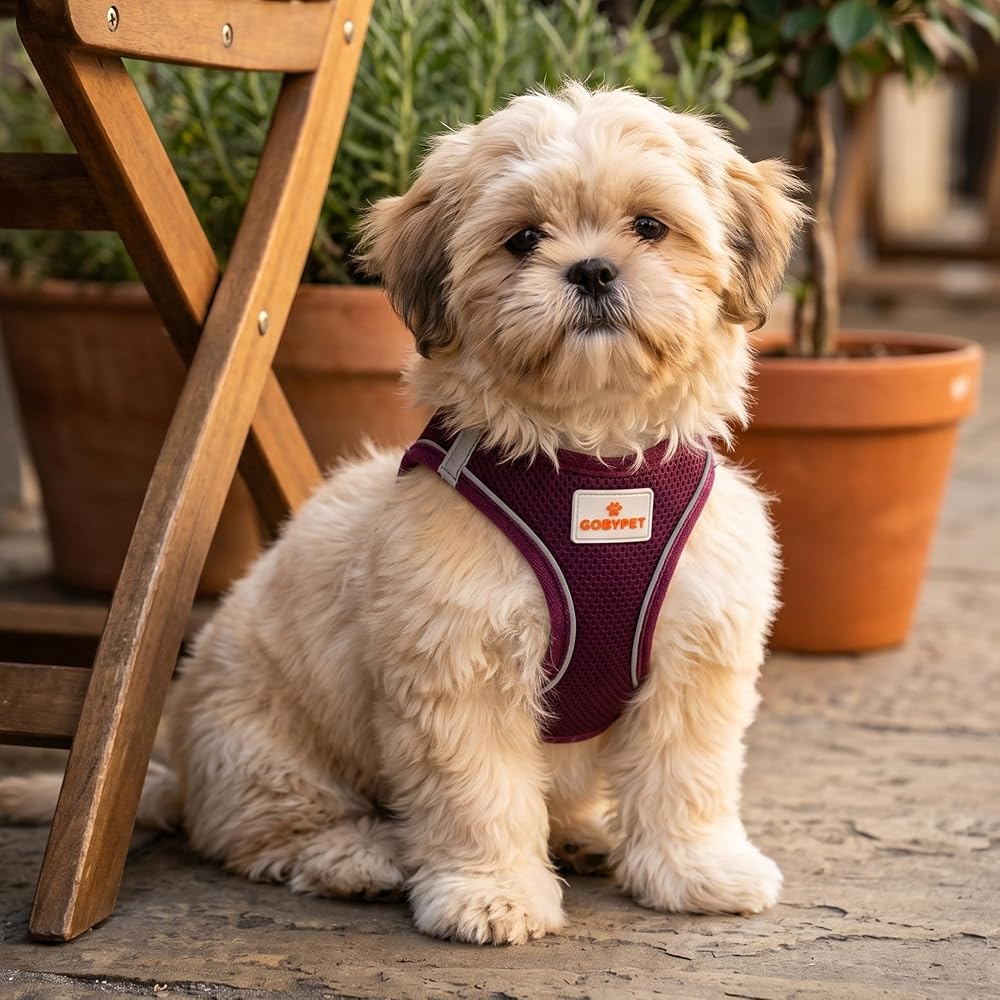 GOBYPET Köpek ve Kedi Göğüs Tasması S | Nefes Alabilen File Kumaş | Ayarlanabilir Yelek Tasarım | Yansıtıcı Şeritli | Küçük Irk Köpek ve Kediler İçin