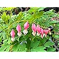 3 x Pink Bleeding Heart Plants (Supplied as Budding Sections of Bare Roots) (Dicentra spectablis) Free UK Postage
