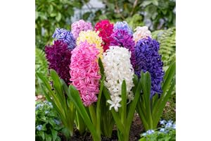 Hyacinthen lökar, vinterhärdiga, flerårig, 15 stycken – doftande blandning | 3 sorter och färger från Holland, tidig blomma för trädgård, bädd, kruka, glas och balkong, inga frön