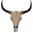 Profiel Van De Longhorn-stier Met Gebogen, Scherpe Hoorns Stock Foto
