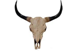 Mendler Deko Schädel 45cm HWC-T454, Polyresin Stier Bulle Longhorn Kopf Trophäe, In-/Outdoor - naturfarben