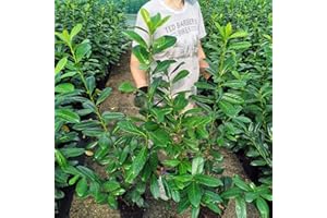 GARTENCENTER BARTELS Cherry Laurel Novita Container Plants 120-140 cm