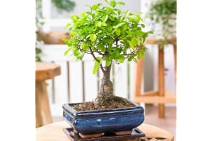 BAKKER Zelkova serrata | Japansk tältkov | Bonsai träd inklusive dekorativ kruka keramik