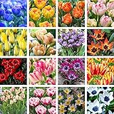 Portal Cool 3Pcs Gelb & Amp; Rote Tulpenzwiebeln: 100X Sorte Tulip Seeds SchÃ¶ne Blume Floral Hausgarten Pflanzendekor Perfek