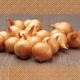 FLORTUS 2000-0254-500g Steckzwiebeln Stuttgarter Riesen 500 g I Zwiebeln in hoher Qualität pflanzen I Mild scharfe Gemüsezwie