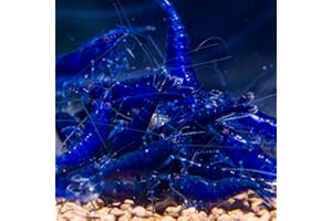 AQUA BREEDING SKILL AquaBreedingSkill Lot de 10 Crevettes Saphir Bleu – Crevettes Vivantes pour Aquarium – Naines Neocaridina, Habitants Pacifiques pour Aquariums, Taille 1,5-2 cm