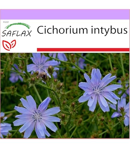 Semi Di Centaurea Minore - 250 Semi Di Centaurium Erythraea | Pianta Officinale Per Digestione E Benessere - Foto 11