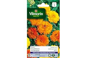 Vilmorin 5791041 Souci Double varie, Multicolore
