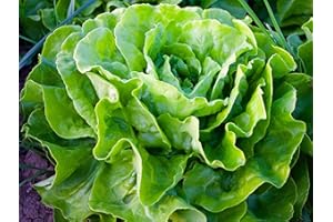 MES GRAINES POTAGÈRES Lote de 500 semillas de lechuga Kagraner Sommer 2 - Variedad rústica de crecimiento rápido - Sabor dulce y fresco - 100% natural - Calidad gustativa - Garantía de germinación - Semillas reproducibles