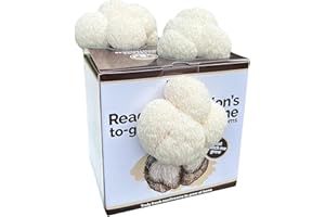 Merryhill Mushrooms - Ready Growing Lion's Mane Mushroom Grow Kit | Easy to Grow, Perfect Indoor Gardening Gift, Large Yield and Harvest
