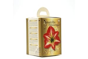 GREENBROKERS Red & White Amaryllis Flowering Gift Box | Complete Kit with Bulbs | Perfect Festive Flowers | Potting Compost & Pot | Festive Christmas Packaging