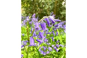 CAMBRIDGE FARMERS OUTLET 20 x Native Bluebell Bulbs (Cultivated) Ready to Plant (Free UK Postage)
