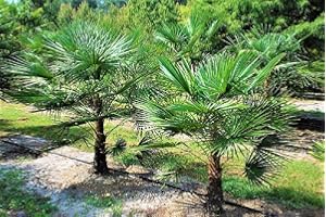 CSL SUNRISE GMBH Extrem Frostharte Trachycarpus geminisectus bis 100cm Frosthart bis -19 Grad