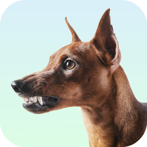 Dog Growling Sounds Amazon Fr Appstore Pour Android