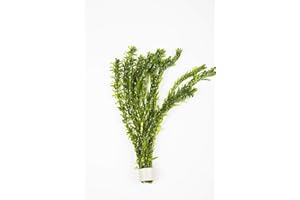 Lot de 10 tiges de plante oxygénante - Élodée dense pour bassin ou aquarium