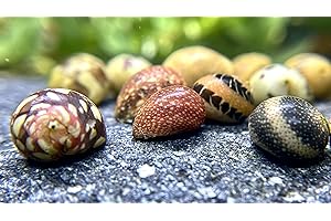 WaterPlants 5 Fancy Geweihschnecke - Clithon sowerianum, Aquarium Schnecke
