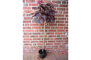 PFLANZEN BÖRING Roter Kugelahorn, Sorte: Crimson Sentry, Höhe: 180-190 cm + Dünger