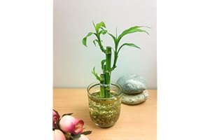 Easy Plants Arranged Lucky Bamboo in a Gold Lined Glass Vase with Gold Gravel