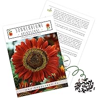 Farbenfrohe Sonnenblumen Samen mit hoher Keimrate - Blumensamen für einen bunten & bienenfreundlichen Garten (1x…