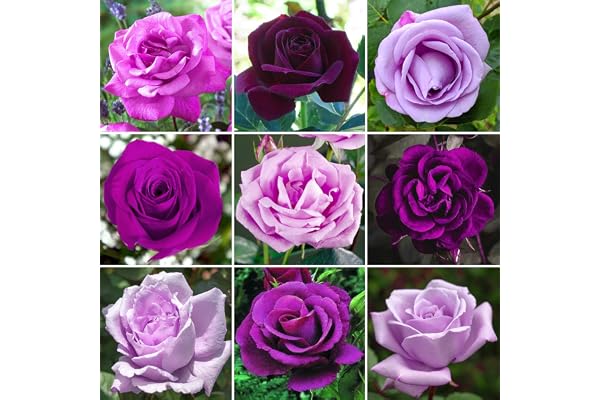 Magnifique Rosier Violet/Lilas en pot | Rosiers de jardin haut de gamme avec fleurs colorées en été