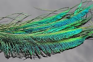 Tigofly 12 piezas de 30-35 cm de longitud, espada de pavo real, plumas de herl para ninfas, moscas húmedas, materiales clásicos para atar moscas