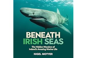 Beneath Irish Seas: The Hidden Wonders of Ireland’s Amazing Marine Life