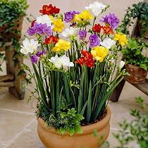 5 Bulbes De Glaïeul Nain (Nanus) - Mélange De Couleurs Variées, Hauteur 40-60 Cm, Floraison été - Idéal Bordures Et Rocailles - 6