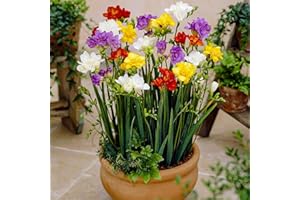 DUTCH BULBS EXCLUSIVE PLANTS FROM HOLLAND Dutch Bulbs Colección de 50 bulbos de fresias (lirios del valle) de doble floración, mezcla de 5 colores, bulbos de fresia perfumada de Holanda, plantas reales (no semillas ni artificiales).