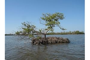 SAMENCHILISHOP (IMMER NUR EINMAL VERSAND) Schwarze Mangrove -Avicennia germinans- 1 gekeimter Samen -Selten-