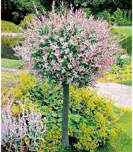 BALDUR Garten Immergrnes Photinia-Stmmchen Little Red Robin